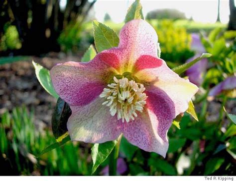 hazel hellebore leaks|Hazel Hellebore